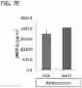 Fig. 14 - In vitro model for pathological or physiologic conditions