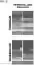 Fig. 16 - In vitro model for pathological or physiologic conditions