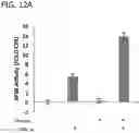 Fig. 19 - In vitro model for pathological or physiologic conditions