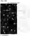 Fig. 29 - In vitro model for pathological or physiologic conditions