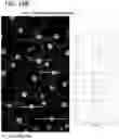 Fig. 30 - In vitro model for pathological or physiologic conditions