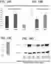 Fig. 35 - In vitro model for pathological or physiologic conditions