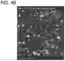 Fig. 55 - In vitro model for pathological or physiologic conditions