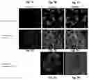 Fig. 06 - Device and method for multidimensional cell culture