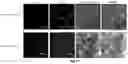 Fig. 07 - Device and method for multidimensional cell culture