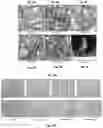 Fig. 08 - Device and method for multidimensional cell culture