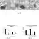 Fig. 09 - Device and method for multidimensional cell culture