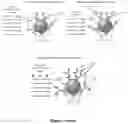 Fig. 03 - Methods for Assaying Cellular Binding Interactions