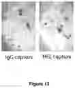 Fig. 19 - Methods for assaying cellular binding interactions