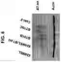 Fig. 09 - Soluble B7-H1