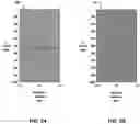 Fig. 06 - Wave velocity determination for seismic imaging