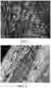 Fig. 03 - Methods for clearing, mounting, and preserving specimens used in optical microscopy
