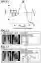 Fig. 09 - DYNAMIC IMAGE ANALYSIS APPARATUS, DYNAMIC IMAGE ANALYSIS SYSTEM AND STORAGE MEDIUM