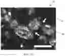 Fig. 03 - Polymer composite with liquid phase metal inclusions