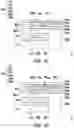Fig. 28 - Integrated fan-out package and manufacturing method thereof