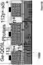 Fig. 37 - Quantum dot channel (QDC) quantum dot gate transistors, memories and other devices
