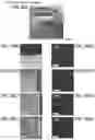 Fig. 40 - Positive Electrode Active Material, Method for Manufacturing Positive Electrode Active Material, and Secondary Battery
