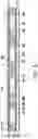 Fig. 13 - Integrated antenna package structure and manufacturing method thereof