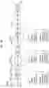 Fig. 60 - Broadcasting signal transmission device, broadcasting signal reception device, broadcasting signal transmission method, and broadcasting signal reception method