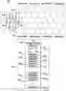 Fig. 01 - Baseband and method for selecting a co-ordination set of neighboring basebands in a centralized radio access network (C-RAN)