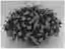 Fig. 01 - Calendula Plant Named 'KERCALDIVIMP'