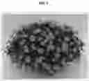 Fig. 02 - Calendula Plant Named 'KERCALDIVIMP'