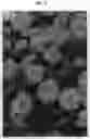 Fig. 03 - Calendula Plant Named 'KERCALDIVIMP'