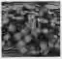 Fig. 01 - DELOSPERMA PLANT NAMED 'DODELSOLYE'