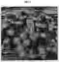Fig. 02 - DELOSPERMA PLANT NAMED 'DODELSOLYE'