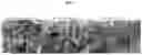 Fig. 05 - Powdery mildew resistant pepper plants