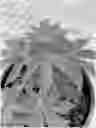 Fig. 01 - Hemp variety NBS CBD-1