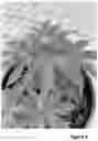Fig. 06 - Hemp variety NBS CBD-1