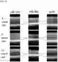 Fig. 05 - METHOD FOR OBTAINING RETINAL DEGENERATION (rd) MODEL MOUSE HAVING LOW RISK OF CAUSING RETINAL DETACHMENT