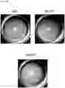 Fig. 10 - METHOD FOR OBTAINING RETINAL DEGENERATION (rd) MODEL MOUSE HAVING LOW RISK OF CAUSING RETINAL DETACHMENT