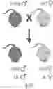 Fig. 01 - TRANSGENIC EUKARYOTIC ORGANISMS AND METHODS FOR GENDER SELECTION