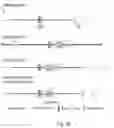 Fig. 05 - TRANSGENIC EUKARYOTIC ORGANISMS AND METHODS FOR GENDER SELECTION