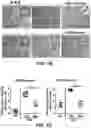 Fig. 03 - COMPOSITIONS FOR ORGAN GRAFT PRESERVATION AND METHODS OF USE