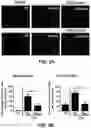 Fig. 04 - COMPOSITIONS FOR ORGAN GRAFT PRESERVATION AND METHODS OF USE