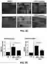 Fig. 05 - COMPOSITIONS FOR ORGAN GRAFT PRESERVATION AND METHODS OF USE