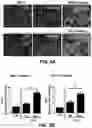 Fig. 06 - COMPOSITIONS FOR ORGAN GRAFT PRESERVATION AND METHODS OF USE