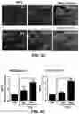Fig. 07 - COMPOSITIONS FOR ORGAN GRAFT PRESERVATION AND METHODS OF USE