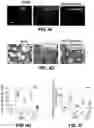 Fig. 09 - COMPOSITIONS FOR ORGAN GRAFT PRESERVATION AND METHODS OF USE
