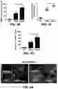 Fig. 11 - COMPOSITIONS FOR ORGAN GRAFT PRESERVATION AND METHODS OF USE