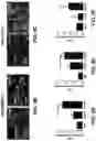 Fig. 12 - COMPOSITIONS FOR ORGAN GRAFT PRESERVATION AND METHODS OF USE