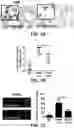 Fig. 13 - COMPOSITIONS FOR ORGAN GRAFT PRESERVATION AND METHODS OF USE