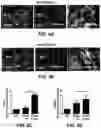 Fig. 16 - COMPOSITIONS FOR ORGAN GRAFT PRESERVATION AND METHODS OF USE