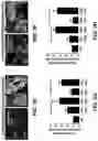 Fig. 20 - COMPOSITIONS FOR ORGAN GRAFT PRESERVATION AND METHODS OF USE