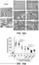 Fig. 22 - COMPOSITIONS FOR ORGAN GRAFT PRESERVATION AND METHODS OF USE