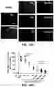 Fig. 23 - COMPOSITIONS FOR ORGAN GRAFT PRESERVATION AND METHODS OF USE