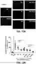 Fig. 25 - COMPOSITIONS FOR ORGAN GRAFT PRESERVATION AND METHODS OF USE